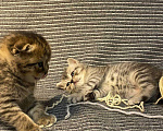 Кошки в Мур: Котята шотландской, Бесплатно - фото 3