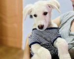 Собаки в Москве: Щенок в добрые руки  Мальчик, 20 руб. - фото 4