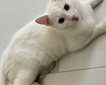 Кошки в Москве: Котенок Вайт в добрые руки Мальчик, 10 руб. - фото 2