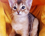 Кошки в Одинцово: Абиссинские котята Девочка, 20 000 руб. - фото 3