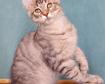 Кошки в Мытищах: Котенок Мейн-кун Мальчик, 25 000 руб. - фото 2