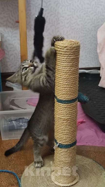 Кошки в Москве: Басик готов к переезду. Добрые хозяева - где вы? Мальчик, Бесплатно - фото 3