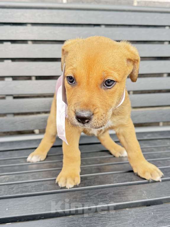 Собаки в других городах Калининградской области: Волга Девочка, Бесплатно - фото 1