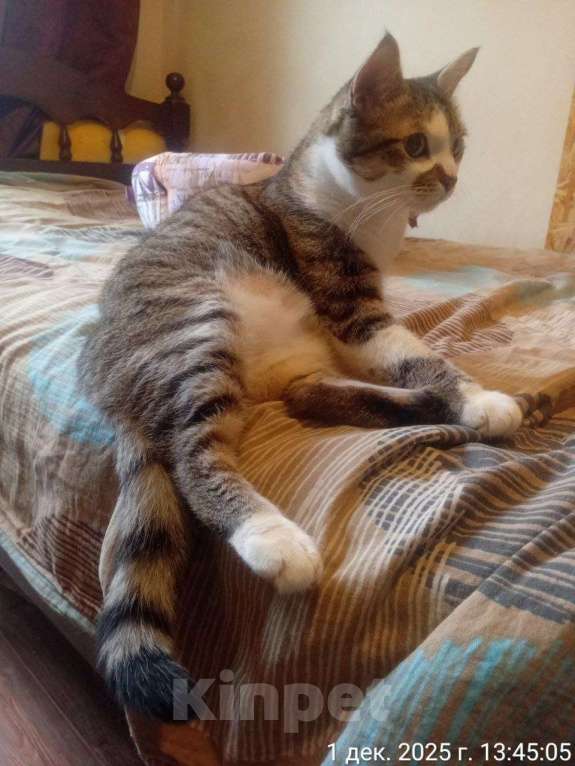 Кошки в Москве: кошка Скалли ищет дом Девочка, Бесплатно - фото 4