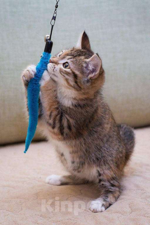 Кошки в Москве: Котёнок Пачуля в добрые руки  Девочка, Бесплатно - фото 2