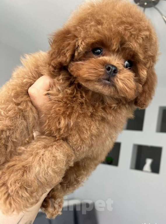 Собаки в Владикавказе: Мальтипу Ф2 Мальчик, 150 000 руб. - фото 3