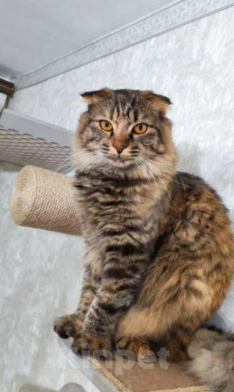 Кошки в Москве: Услада ищет дом Девочка, Бесплатно - фото 3