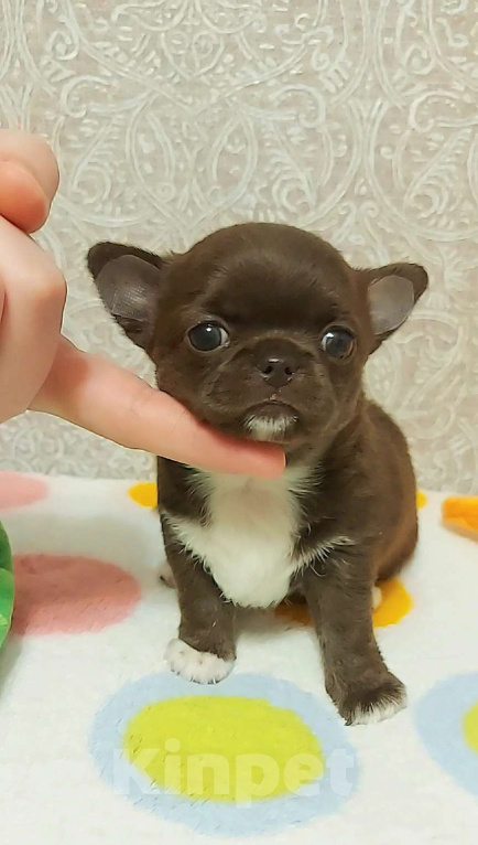 Собаки в Новосибирске: Шикарная шоколадная малышка.  Девочка, Бесплатно - фото 1