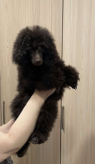 Щенки пуделя