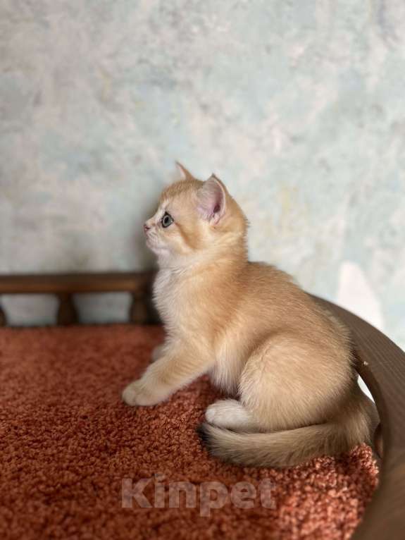 Кошки в Москве: Шотландская Золотая кошечка Шиншилла  Девочка, 35 000 руб. - фото 3