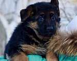 Собаки в Кемерово: Продажа щенков немецкой овчарки Девочка, 65 000 руб. - фото 3