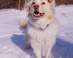 Собаки в Москве: Ищет дом красивый мальчик по кличке Беляшик Мальчик, Бесплатно - фото 6