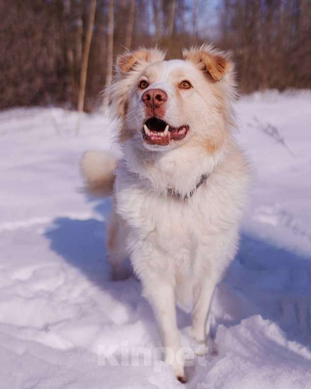 Собаки в Москве: Ищет дом красивый мальчик по кличке Беляшик Мальчик, Бесплатно - фото 6