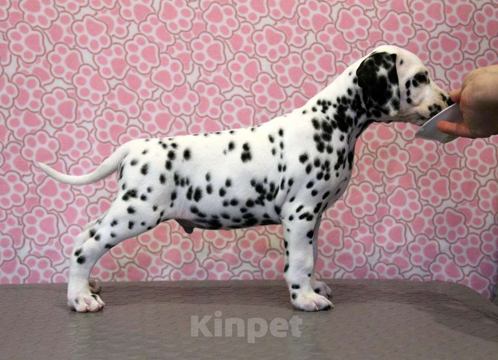Собаки в Москве: Щенок ДАЛМАТИНА 4 месяца Мальчик, 100 000 руб. - фото 3
