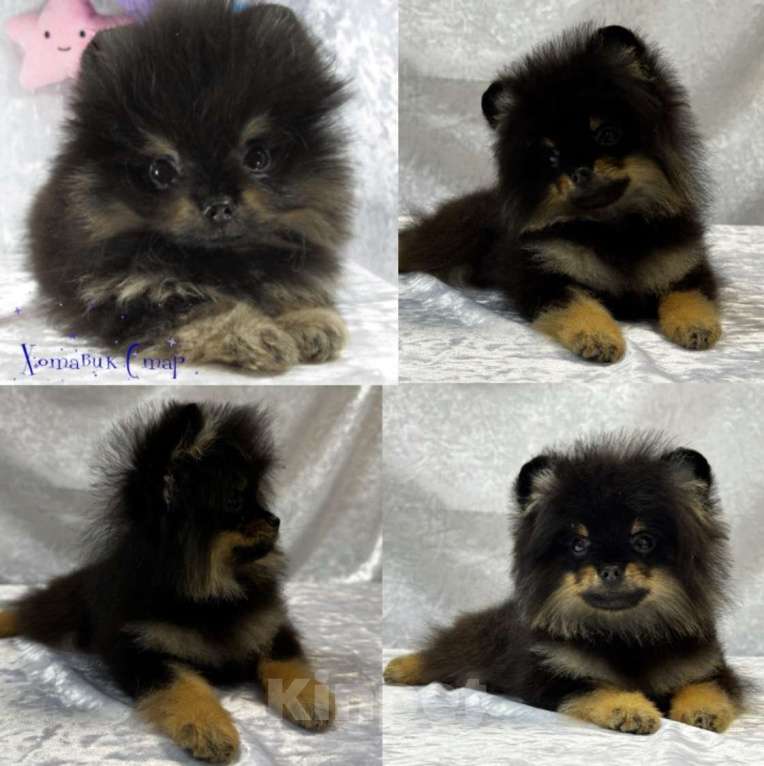 Собаки в Москве: Померанский (Той) шпиц Мальчик, Бесплатно - фото 2