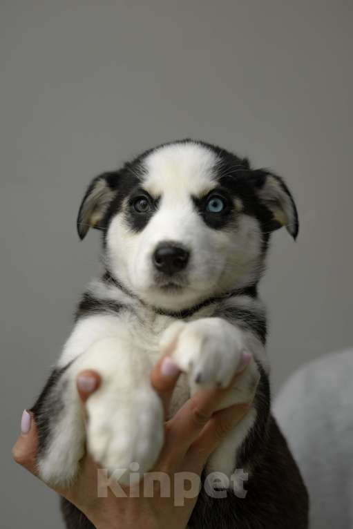 Собаки в Москве: Щенок Девочка, Бесплатно - фото 2