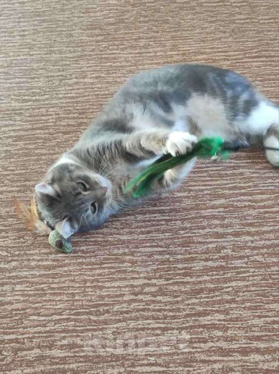 Кошки в Санкт-Петербурге: Мэй, серебристо-дымчатая кошечка, ищет свой дом Девочка, 10 руб. - фото 6