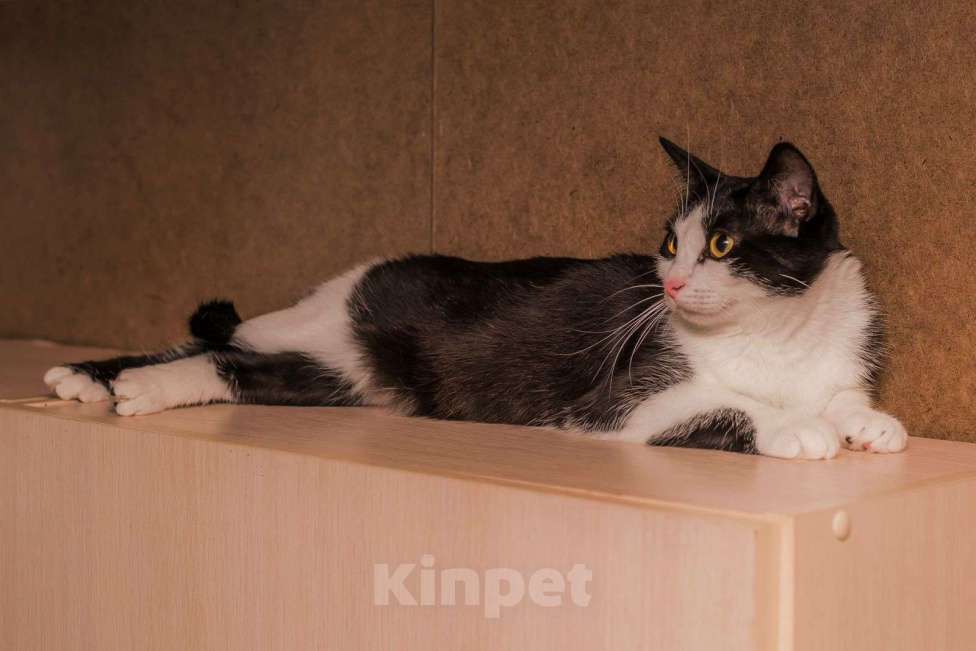 Кошки в Москве: Марусенька, все обязательно будет 🤞🏻❤️‍🩹 Девочка, Бесплатно - фото 3