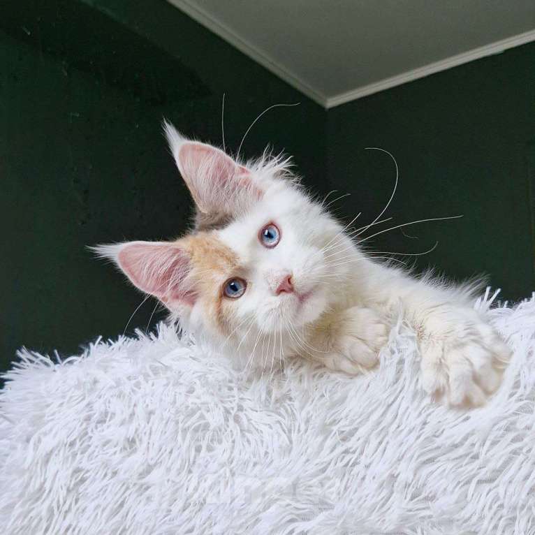 Кошки в Санкт-Петербурге: мейн кун с доменантно голубыми глазами Девочка, 120 000 руб. - фото 2