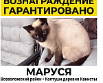 Кошки в других городах Ленинградской области: Пропала кошка сиамская ! Нашедшему вознаграждение 50000₽ Девочка, 50 000 руб. - фото 1