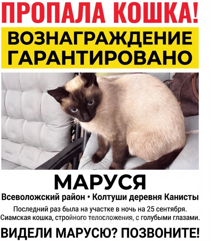 Кошки в других городах Ленинградской области: Пропала кошка сиамская ! Нашедшему вознаграждение 50000₽ Девочка, 50 000 руб. - фото 1