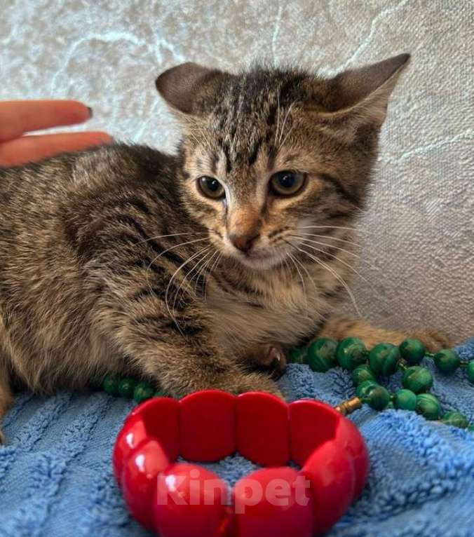 Кошки в Санкт-Петербурге: Малышка Ника ищет дом !  Девочка, Бесплатно - фото 3