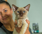 Кошки в Воронеже: Вязка девон-рекс Мальчик, 20 000 руб. - фото 2