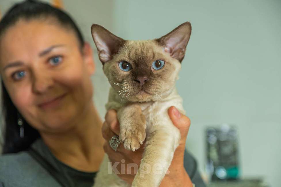 Кошки в Воронеже: Вязка девон-рекс Мальчик, 20 000 руб. - фото 2
