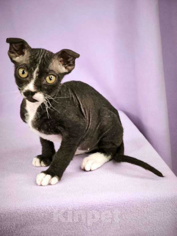 Кошки в Москве: Украинский левкой чистопродный.  Мальчик, Бесплатно - фото 3