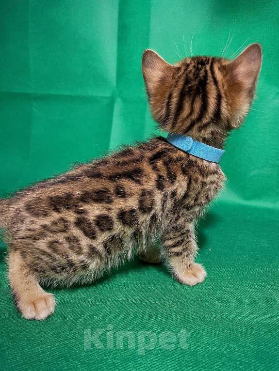 Кошки в Омске: Голубой  Мальчик, 15 000 руб. - фото 2