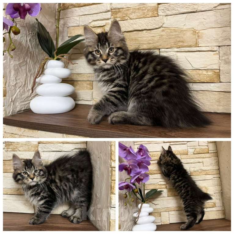 Кошки в Волгограде: Котик курильский бобтейл Мальчик, 35 000 руб. - фото 1