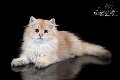 Объявление: Британский длинношерстный котик, Бесплатно, Санкт-Петербург