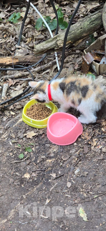 Кошки в Белгороде: Потерялась кошечка Девочка, Бесплатно - фото 2