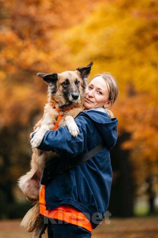 Собаки в Москве: Принцесса Сента в поиске дома! Девочка, Бесплатно - фото 1