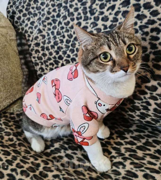 Кошки в Ставрополе: отдам в добрые руки Девочка, Бесплатно - фото 1