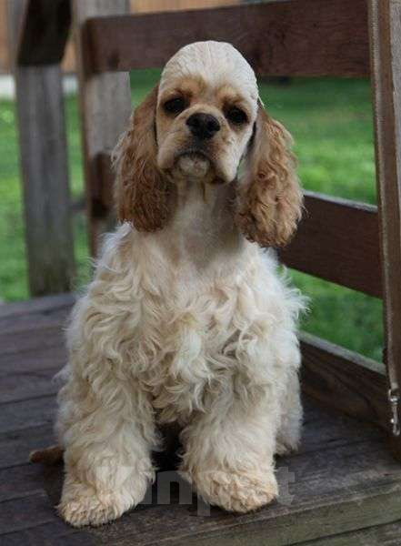 Собаки в Москве: Американский кокер спаниель, девочки Девочка, Бесплатно - фото 1