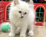 Кошки в Перми: Девушки Рэгдолл  Девочка, 80 000 руб. - фото 3