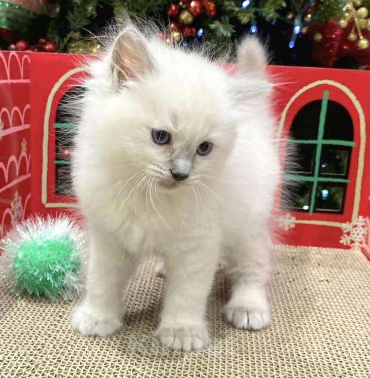 Кошки в Перми: Девушки Рэгдолл  Девочка, 80 000 руб. - фото 3