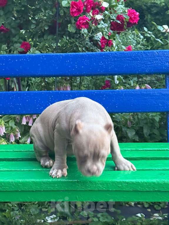 Собаки в Москве: Ам Булли девочка Девочка, 120 000 руб. - фото 4