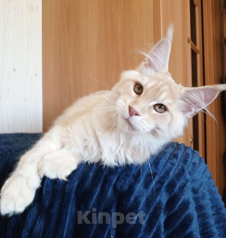 Кошки в Владимире: Sava ( Сава) - кот , мейн-кун , красный серебрянныйный Мальчик, 60 000 руб. - фото 6