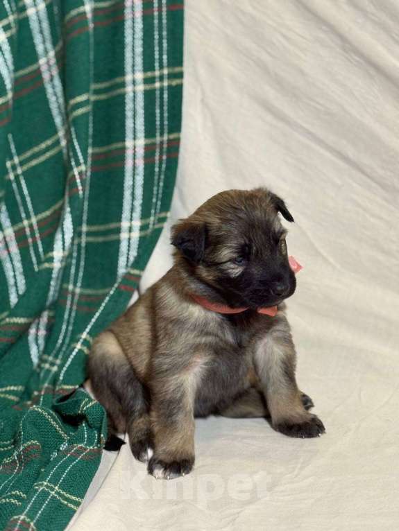Собаки в Кировске: Ищем ответственных хозяев для замечательных щенят Мальчик, Бесплатно - фото 2