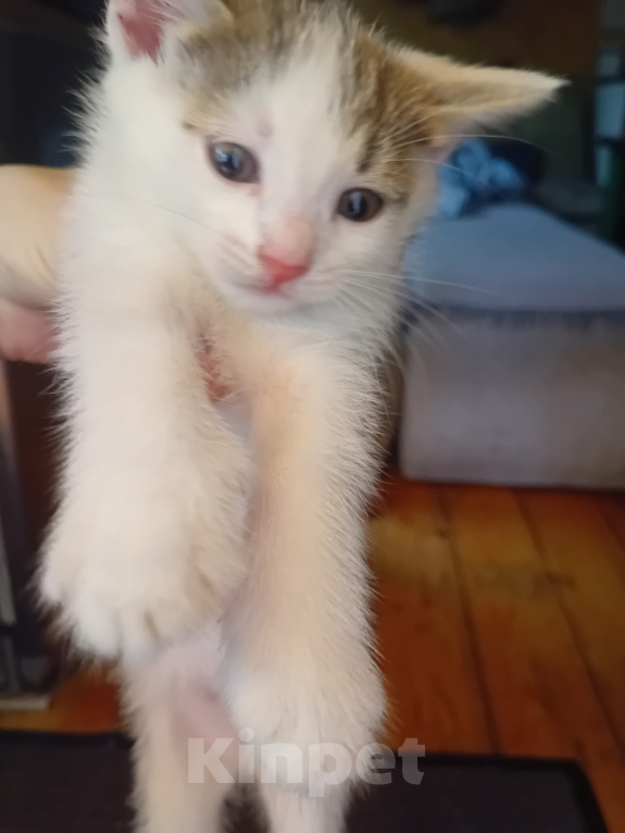 Кошки в Кемерово: Котята Мальчик, Бесплатно - фото 3