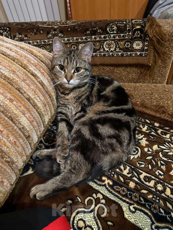 Кошки в Лыткарино: Кошка Люся 1 год Девочка, 2 000 руб. - фото 1