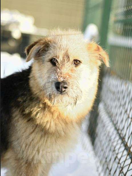 Собаки в Москве: Арчи в добрые руки Мальчик, Бесплатно - фото 1