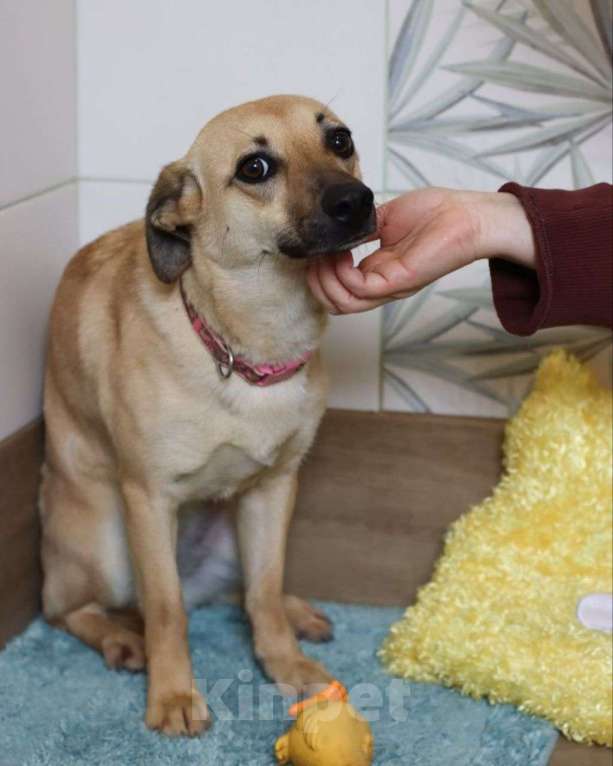 Собаки в Москве: Маленькую Миру так никто и не забрал 💔 Собачка живет одна в комнатке и ждет чуда Девочка, Бесплатно - фото 3