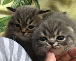 Кошки в Зеленограде: Кот на вязку, 2 000 руб. - фото 4