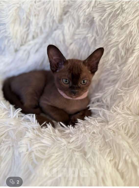 Кошки в Москве: Бурманские котята девочки Девочка, 55 000 руб. - фото 3