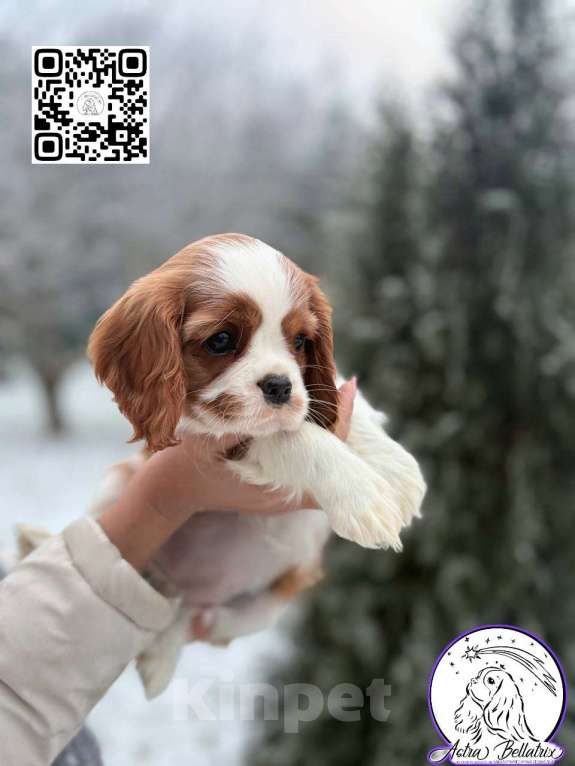 Собаки в Санкт-Петербурге: девочка бленхейм Девочка, Бесплатно - фото 1