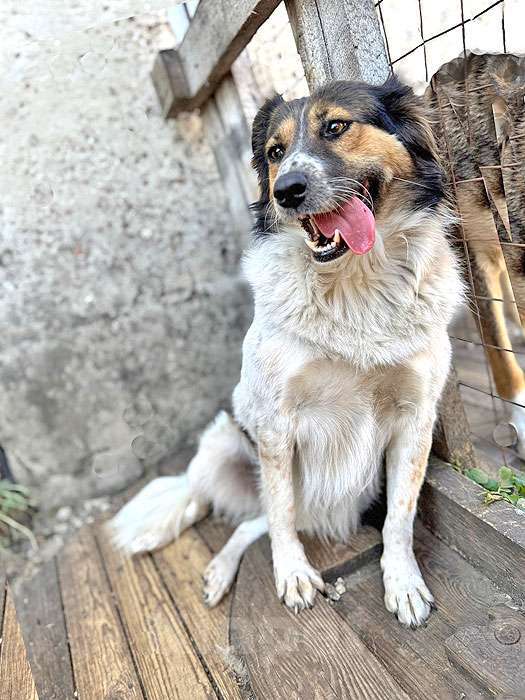 Собаки в Липецке: Ищем дом для Санты, собаки светлой души Девочка, 10 руб. - фото 3