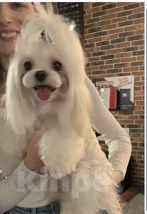 Собаки в Тюмени: Щенок Мальтийской болонки Девочка, 120 000 руб. - фото 7